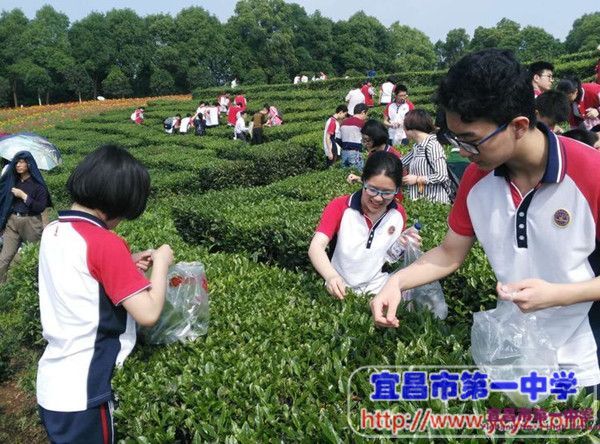 在劳动中学习、在劳动中成长