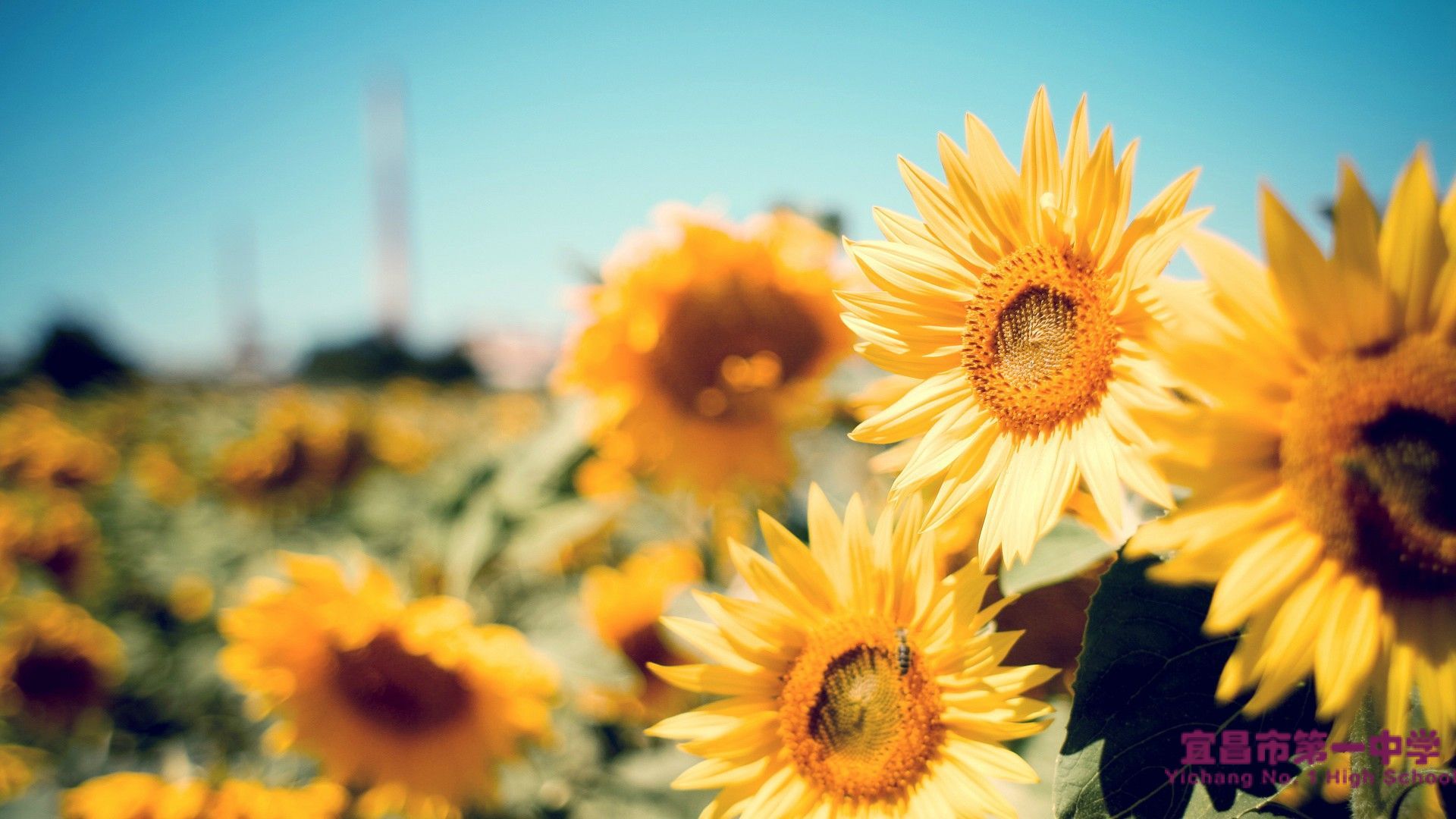 【校庆贺信】上海市市东中学、伊春市第一中学、远安县第一高级中学