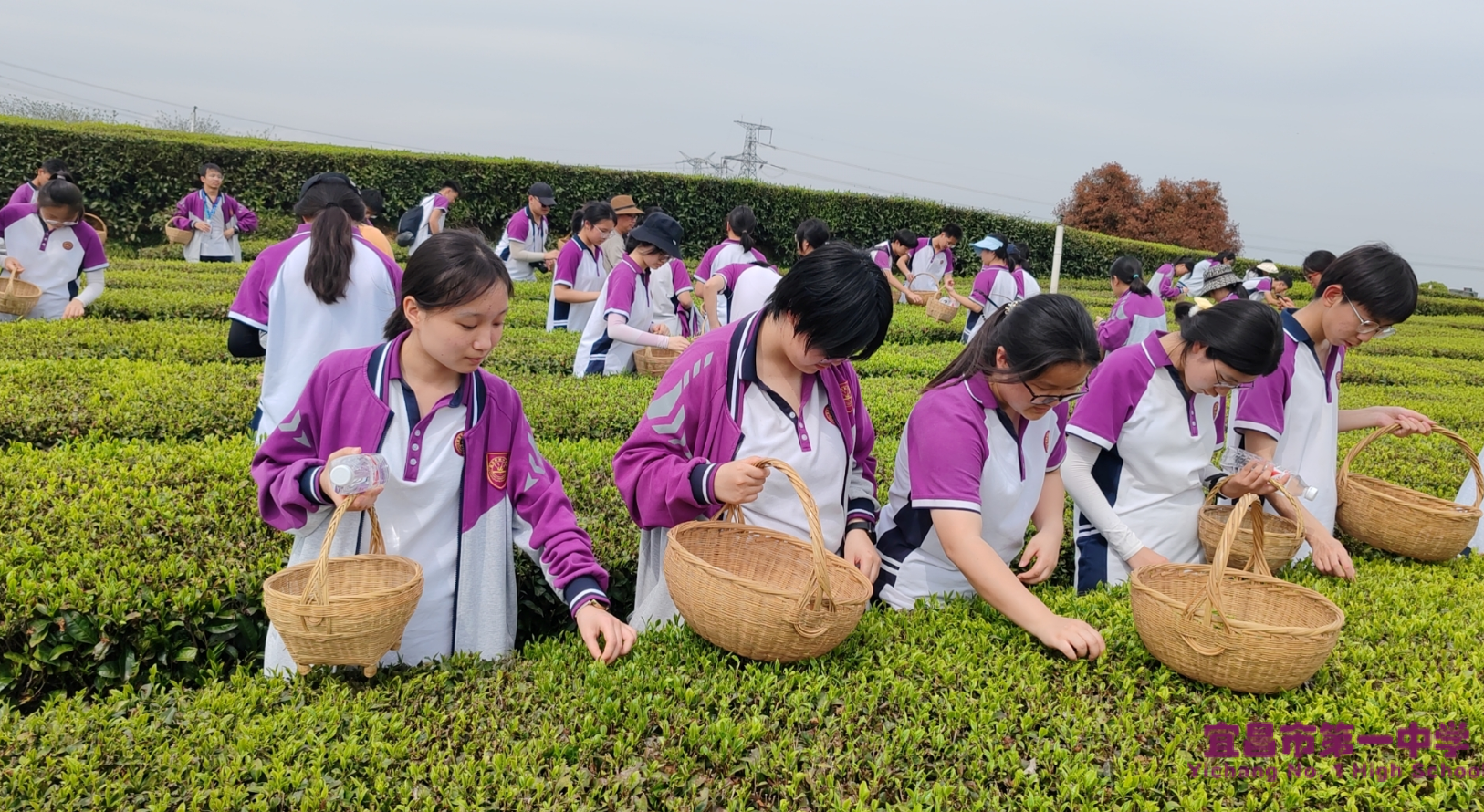 茶园铸匠心，劳动励心志——记录高二年级学工学农实践活动